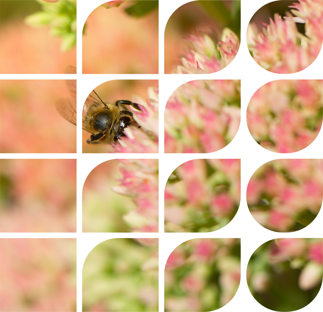 DG_Biodiversität_Pattern